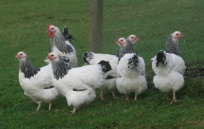 Slepice Dominanty - Darkshell - Greenshell - Sussex - Leghorn - prodej i o svátek!