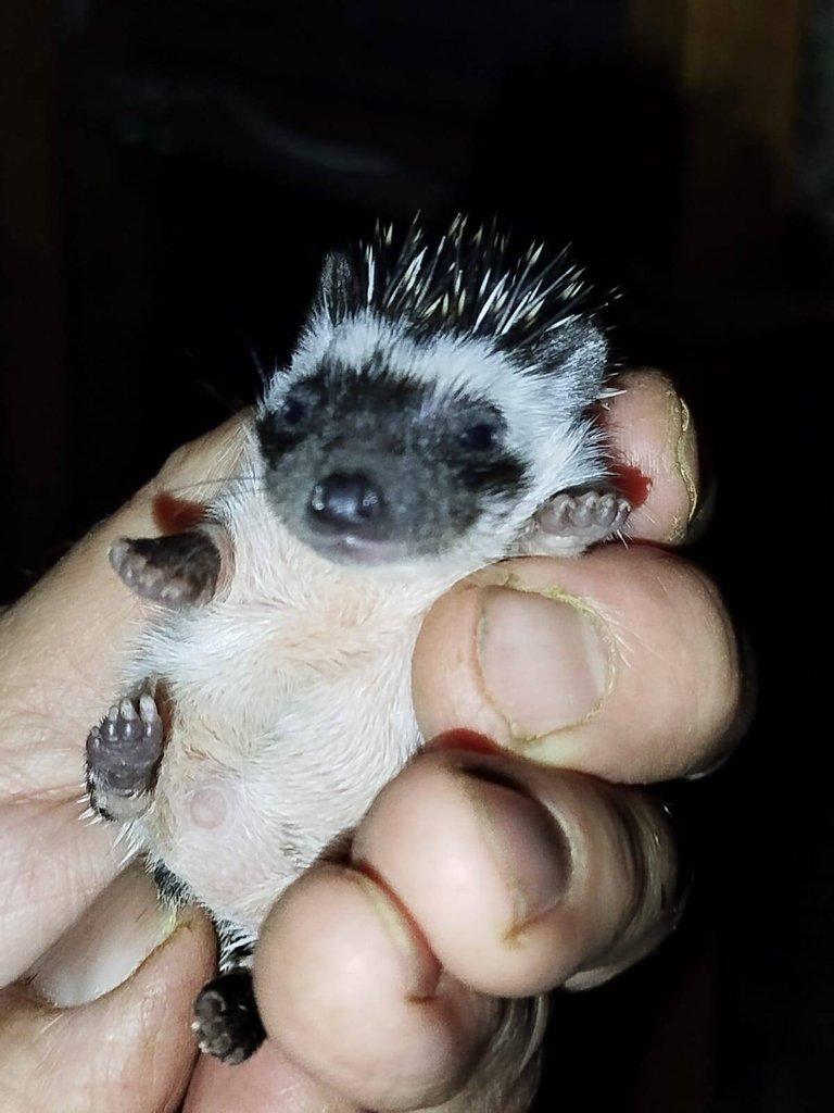 Mláďata ježků bělobřichých.