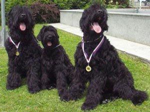 Ruský černý teriér - zadám štěňata s PP