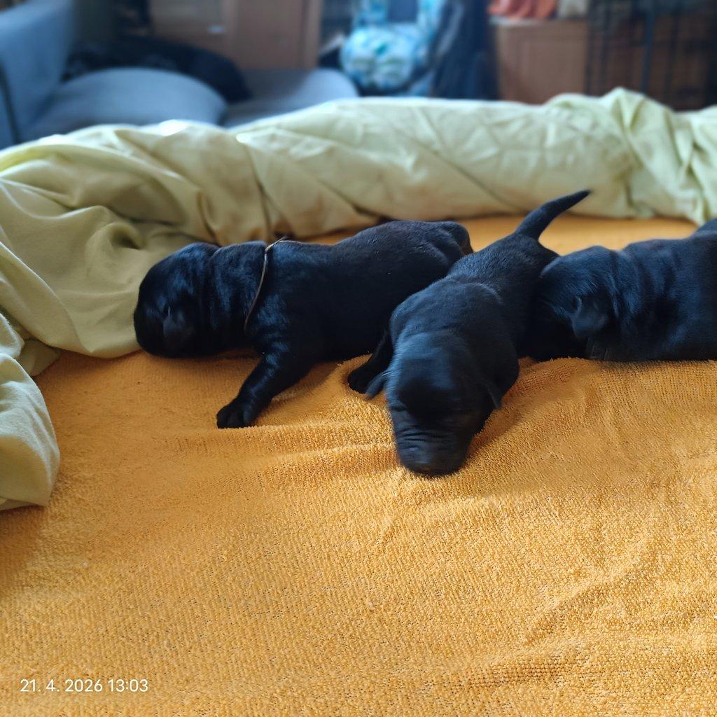 Labradorský retrívr štěňe s PP - holky i kluci