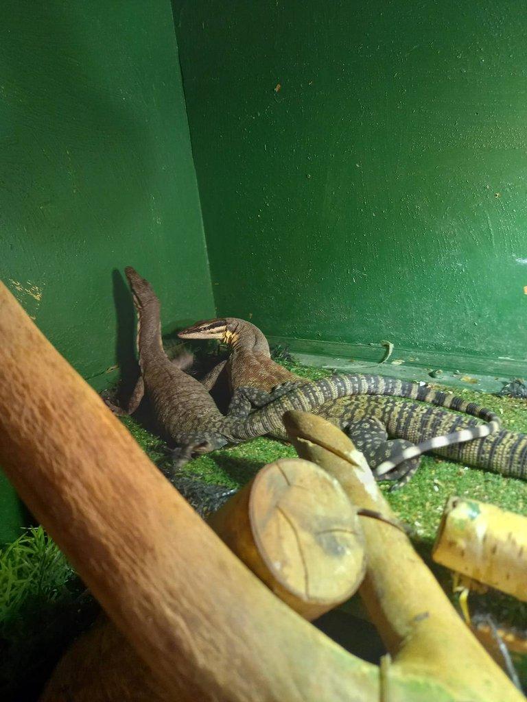 Varanus glauerti