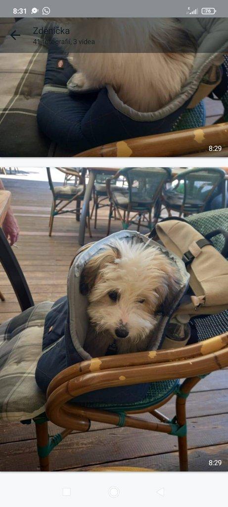 Nabízíme štěňátko coton de tulear
