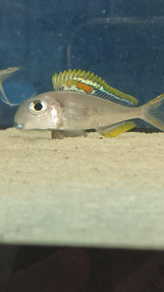 Xenotilapia nigrolabiata red princess