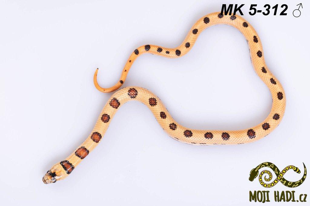 Lampropeltis MAGMAKING