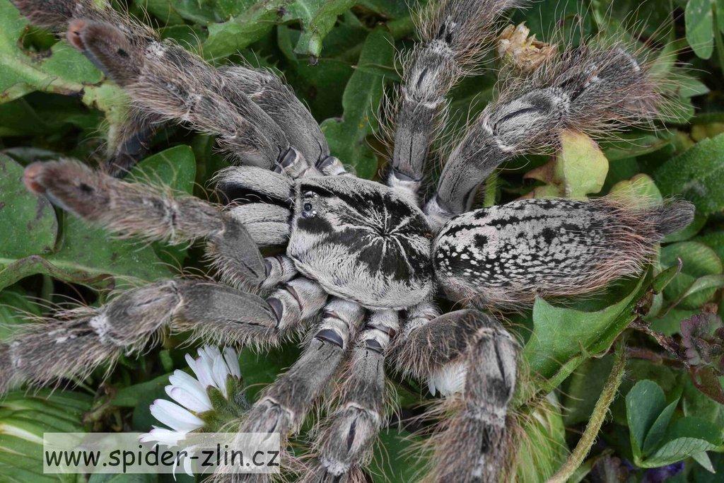 Samice P. victori, D.pentaloris, A. rufus, B. simoroxigorum a mnoho dalších zajimavých sklípkanů