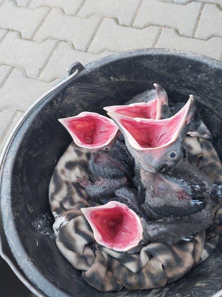 Krkavec velký