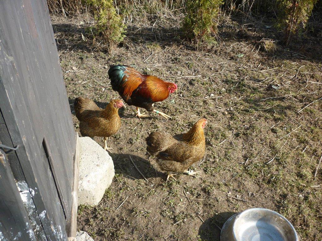 zdr. W. koroptví 1,5