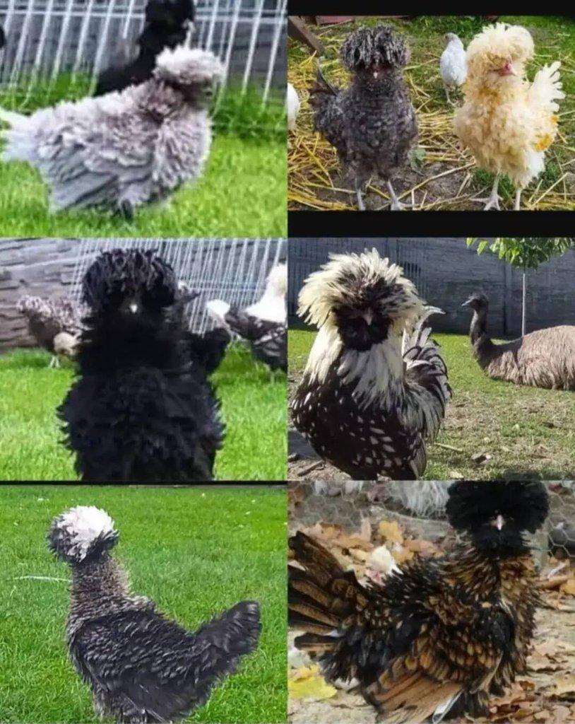 Paduánka hladká x kadeřavá násadová vejce