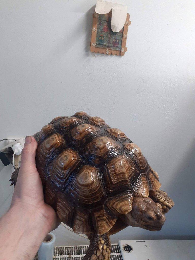 Želvy ostruhaté - sulcaty