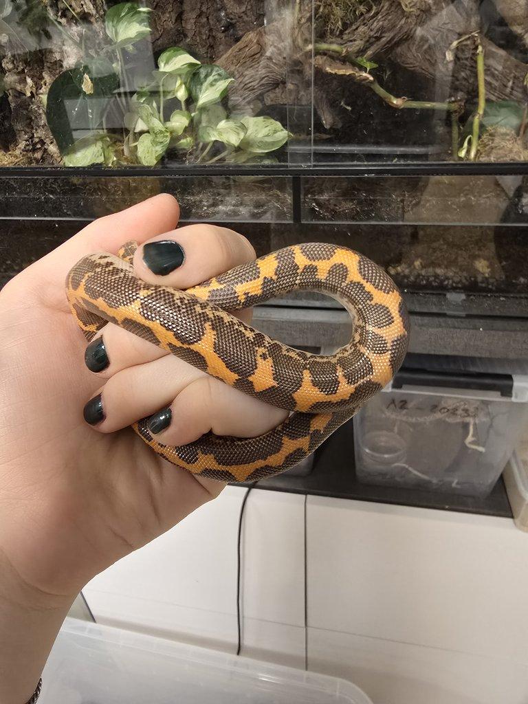Pár Eryx colubrinus loveridgei het snow a anery