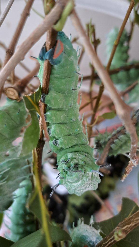 Attacus Atlas - kukly