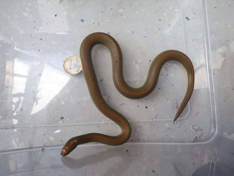 Lamprophis aurora