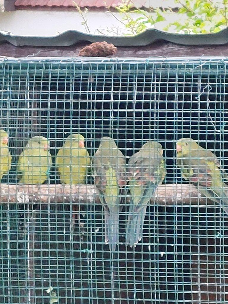 Papoušek horský - lutino, přírodní, žlutohlavá opalin, rosela modrý pastel