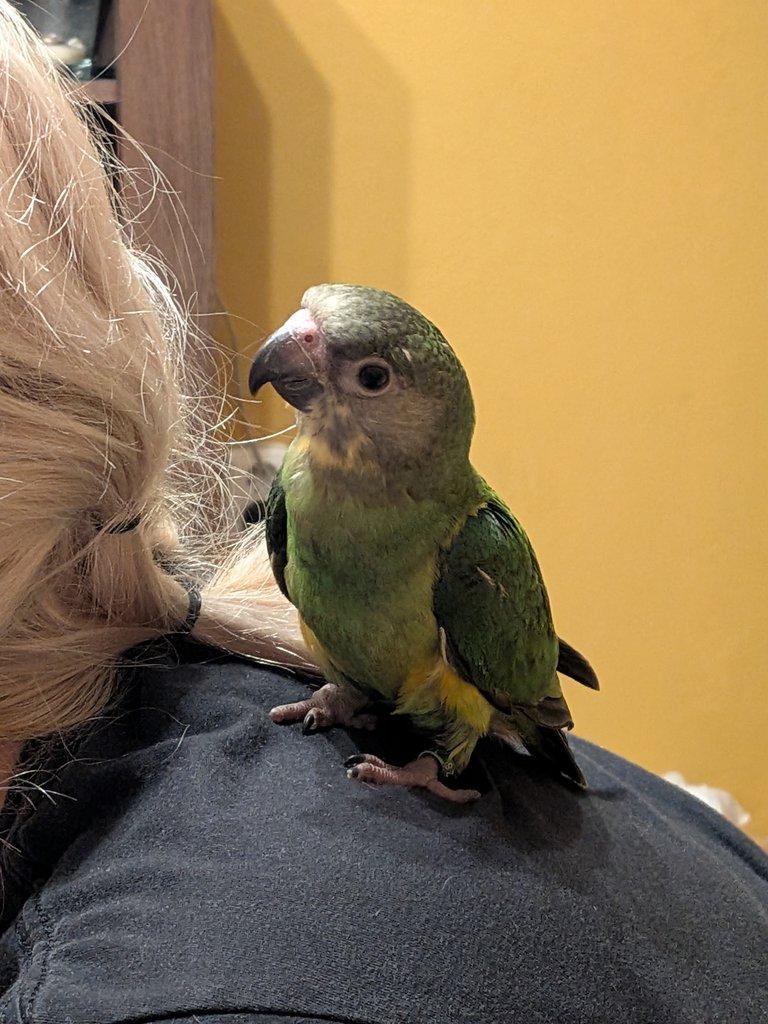 Ručně dokrmená samička