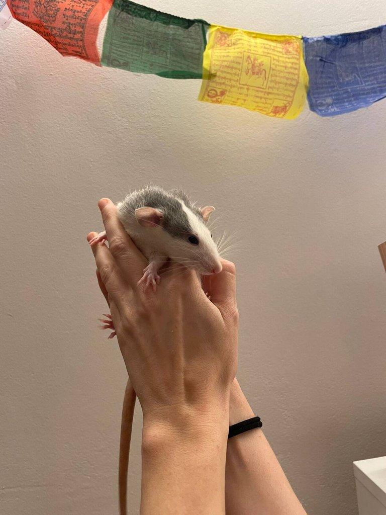 Daruji potkany ( 2 samce, 2 samice) (Husky x Dumbo)