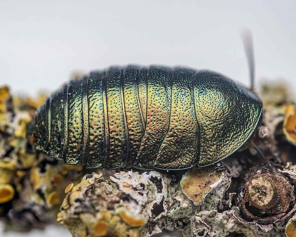 Šváb smaragdový (Corydidarum magnifica) 50 korun za kus