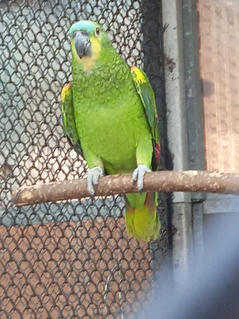 Amazoňan modročelý