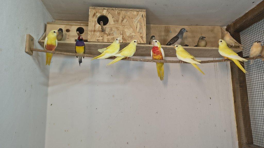 neofemi modrohlave lutino