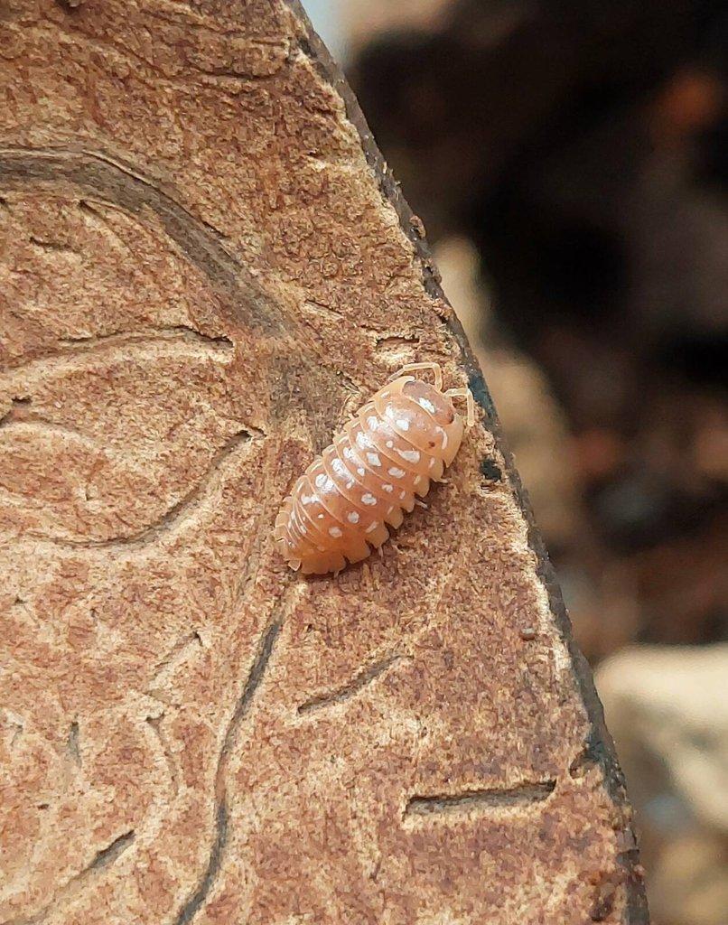 ISOPODA - Hobby druhy - aktualizovaný seznam