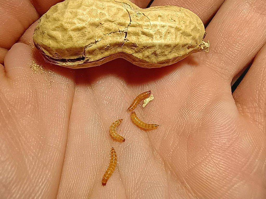 Ulomoides dermestoides / Arašídový brouk