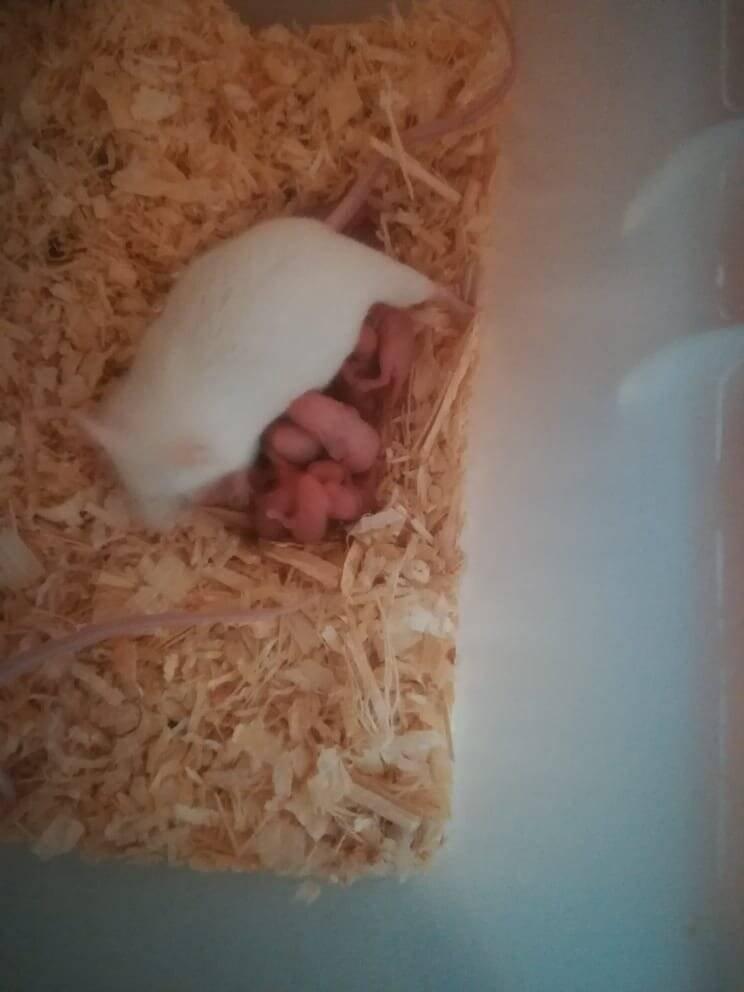 Myš bílá laboratorní