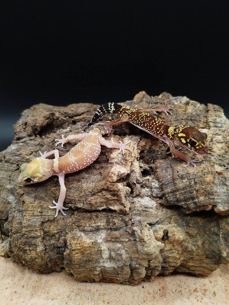 Výprodejová akce mláďat – Underwoodisaurus milii – Pagekon miliův ¬