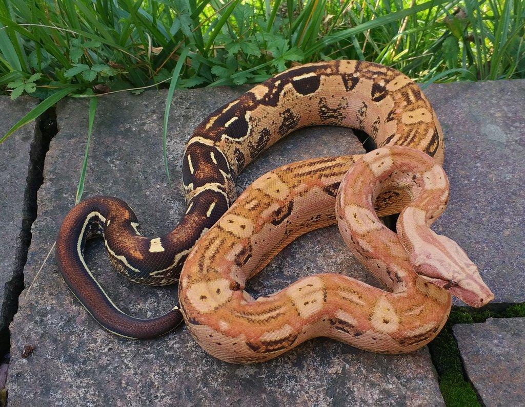 Boa imperator - Keltic VPI Sunglow, Aztec VPI Sunglow