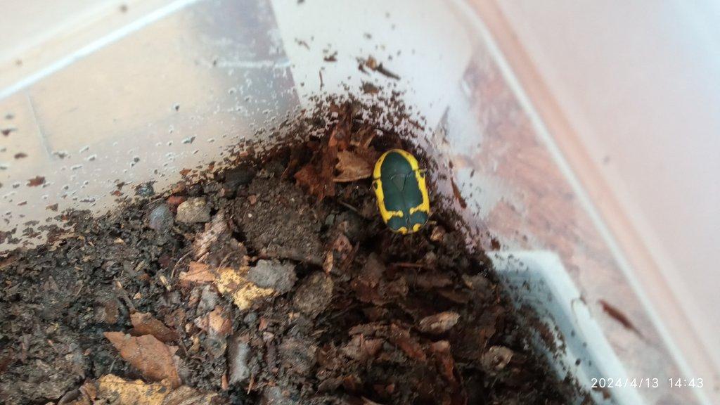 Pachnoda sinuata flaviventris larvy