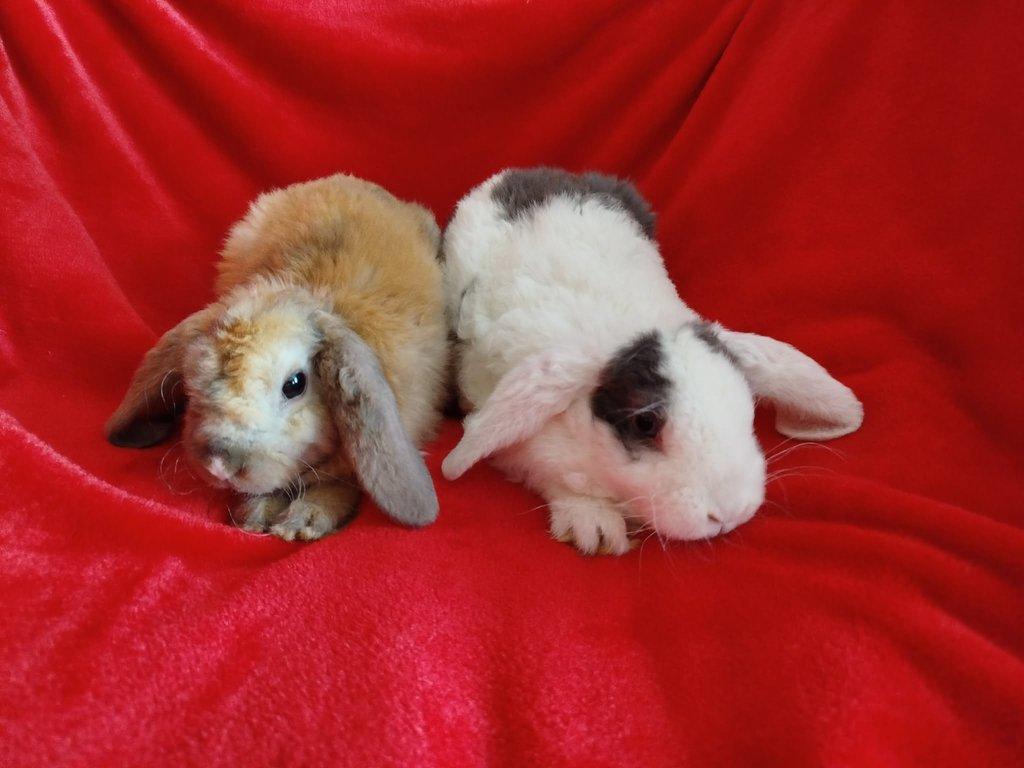 Nabízím zakrslé králíčky- beránky rex