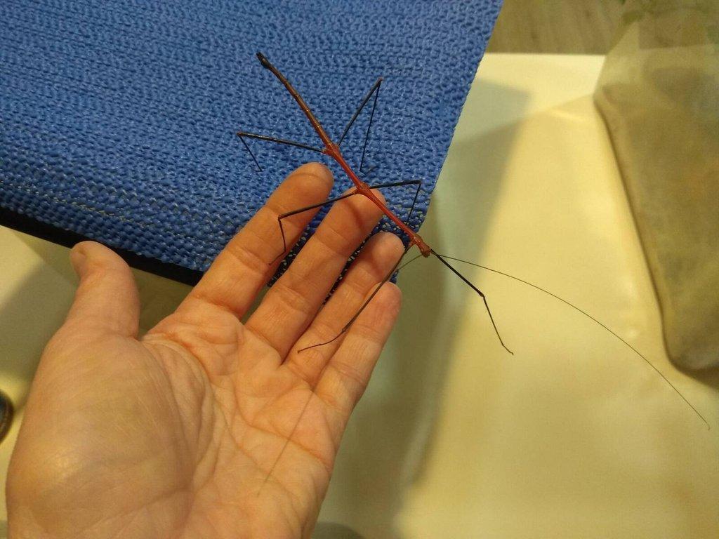 Strašilky, Pakobylky různé