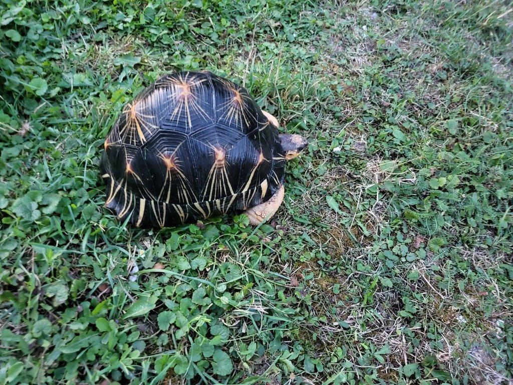 Astrochelys radiata, Geochelone elegans