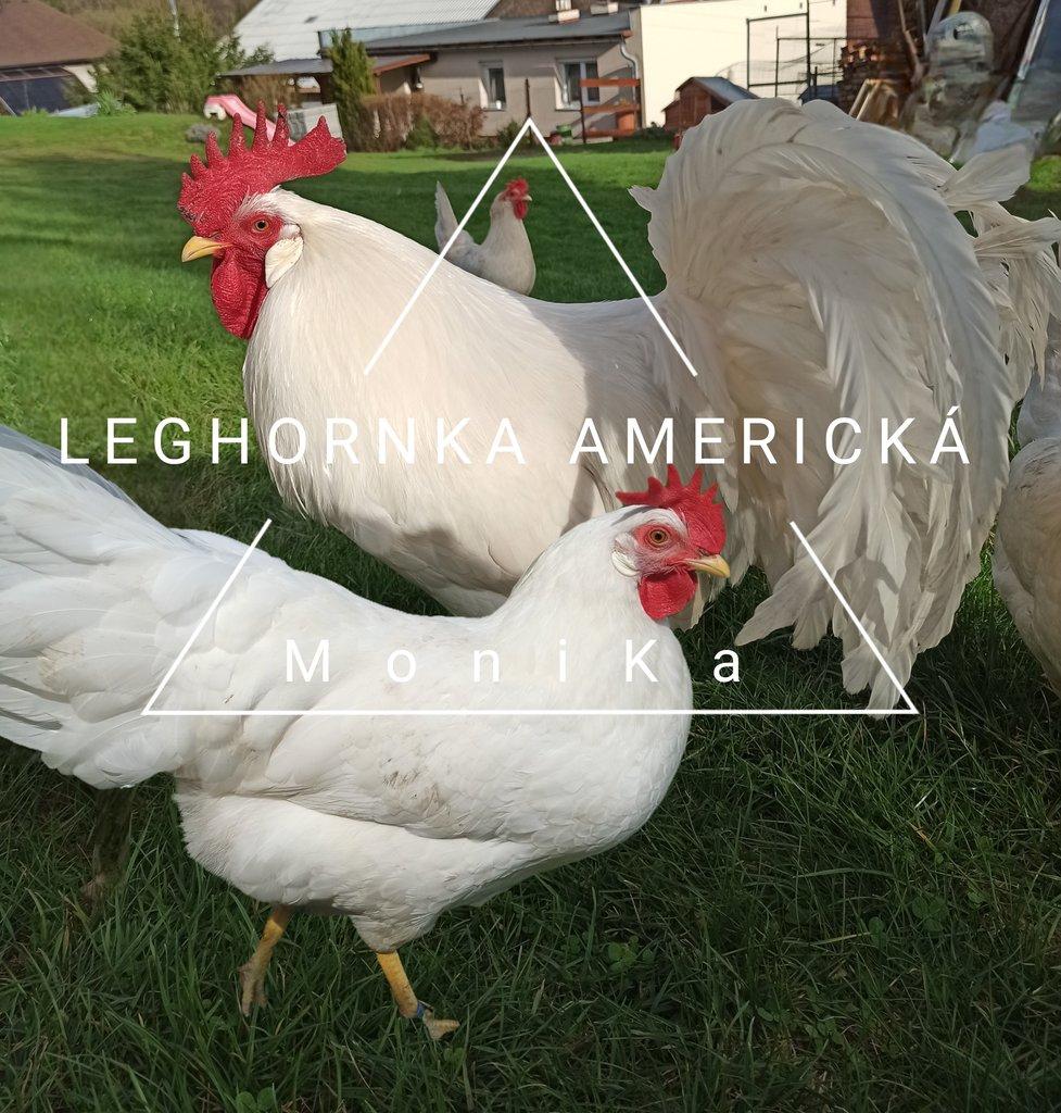 Násadová vajíčka leghornka americká bílá