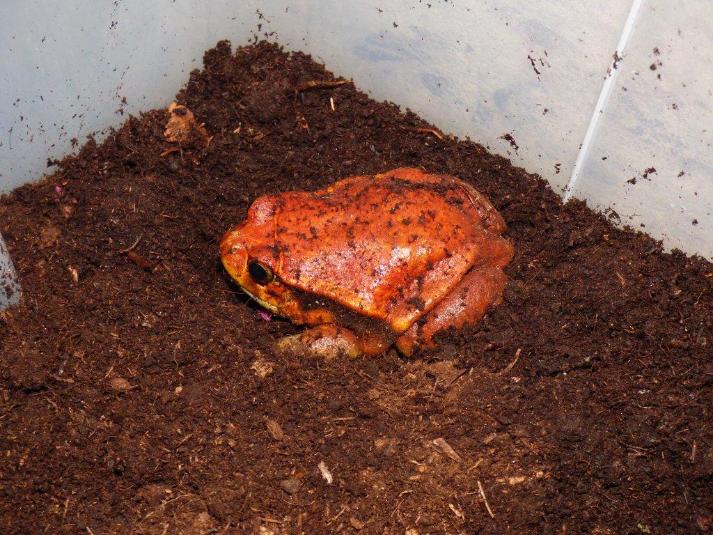 Parosnička rajská (Dyscopus guinetty)