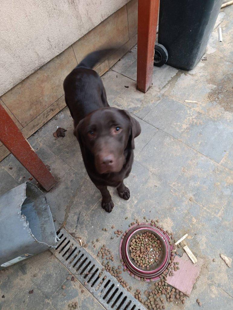 Čokoládový labrador