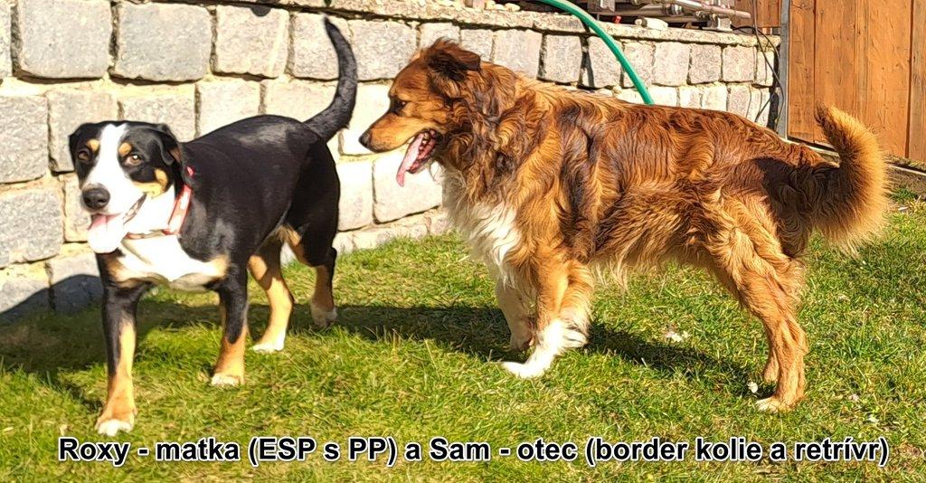 Entlebušský salašnický pes s PP s křížencem border kolie + retrívra