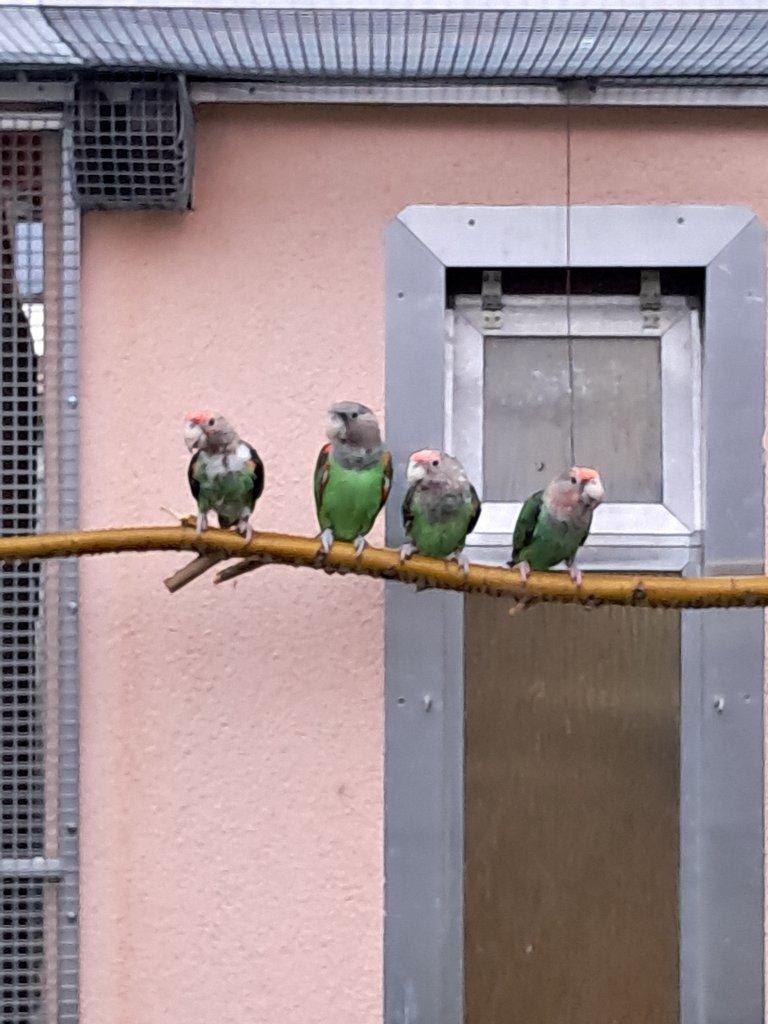 Papoušek šedohlavý