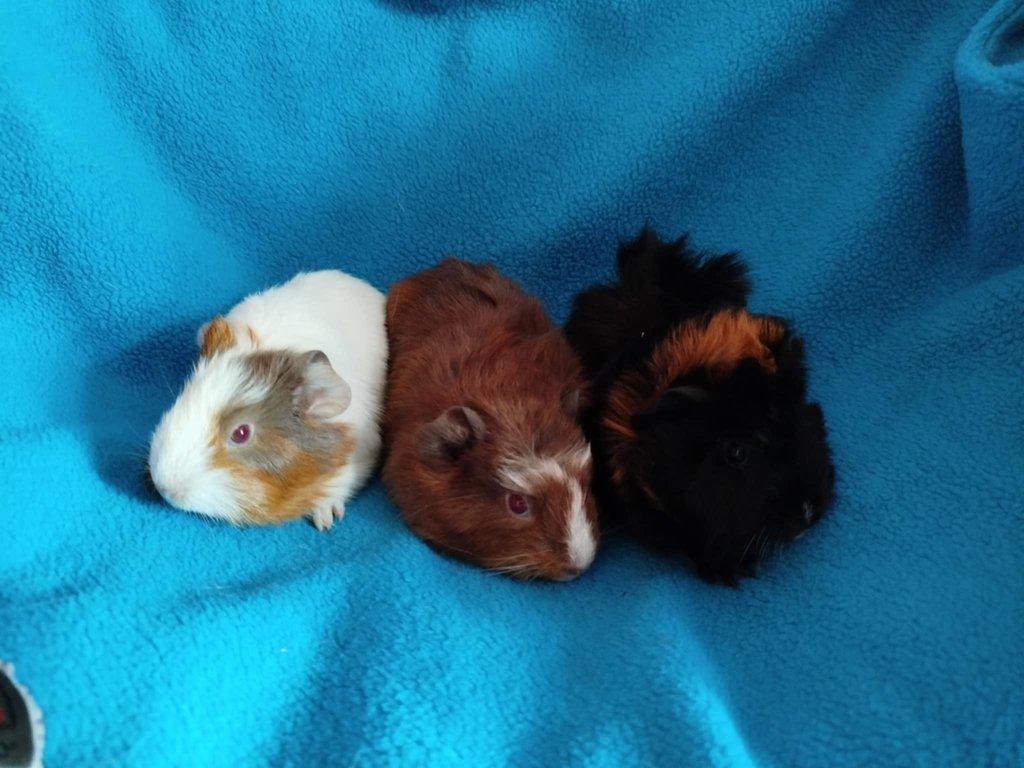 Malá morčátka vhodná na domácí mazlíčky