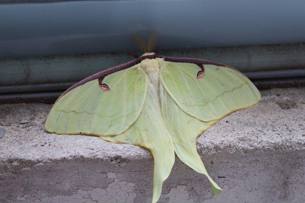 Martináč Měsíčitý - Actias luna
