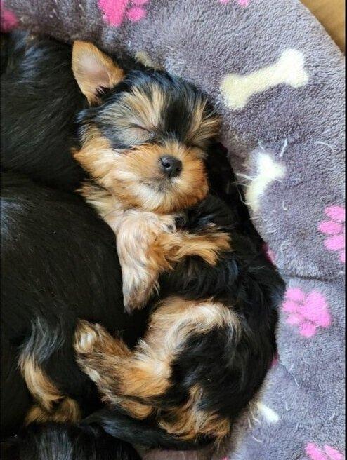 Štěňata yorkšírských teriérů s PP