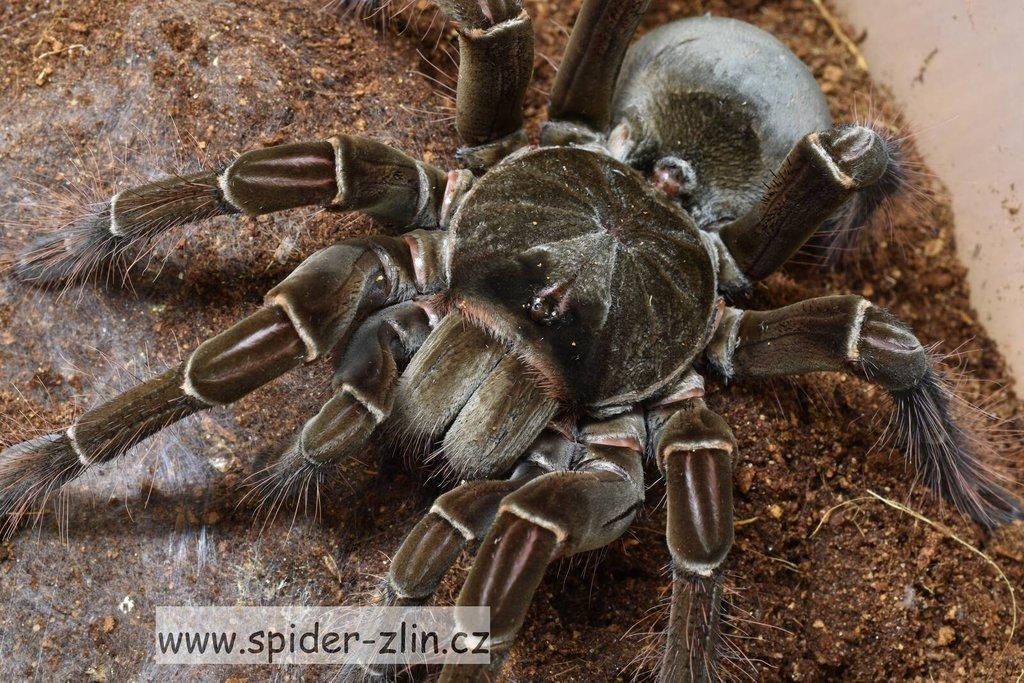 Samice P. victori, D.pentaloris, A. rufus, B. simoroxigorum a mnoho dalších zajimavých sklípkanů