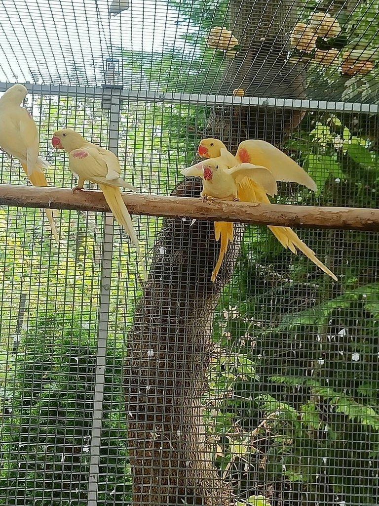 Alexandr velký Lutino