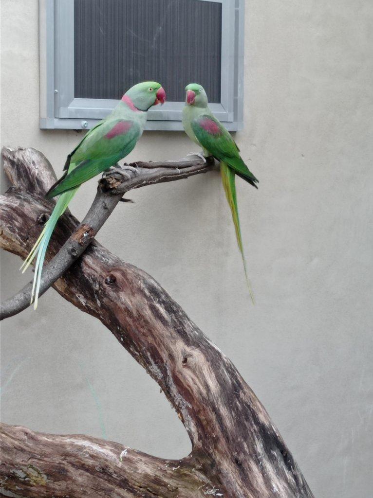 Alexandr velký nepalský