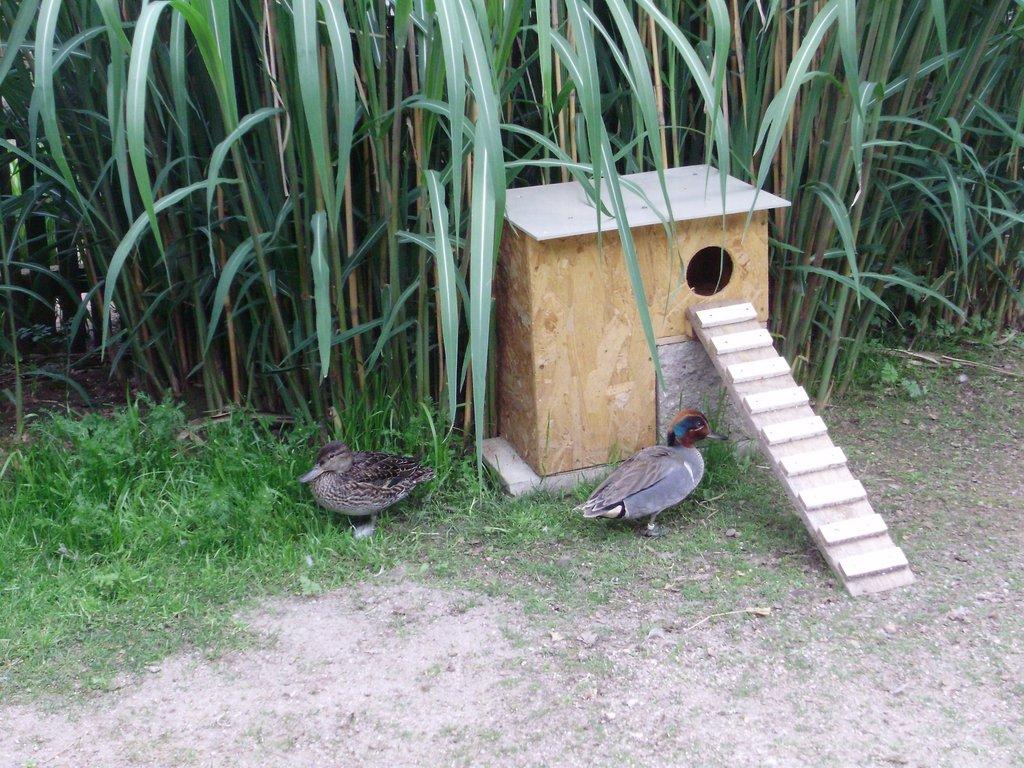 Kačer čírky americké