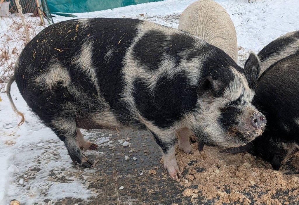 Vykrmené prase kune kune