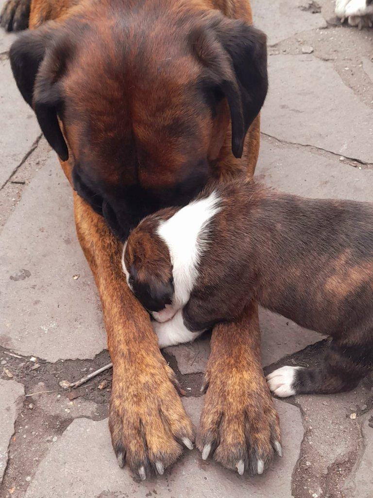Žíhaná štěňátka Německý Boxer bez PP
