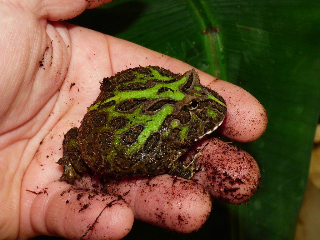 Rohatka Cranwellova (Ceratopris cranwelli)