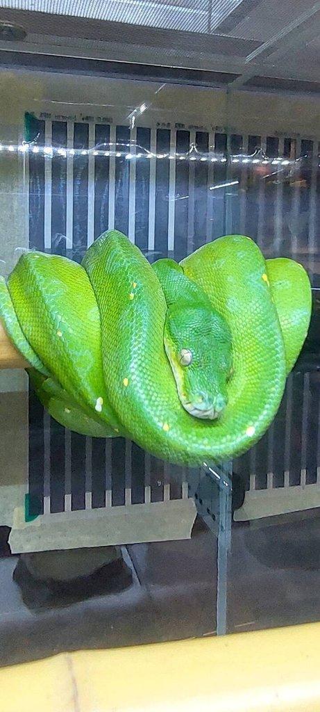 Morelia viridis