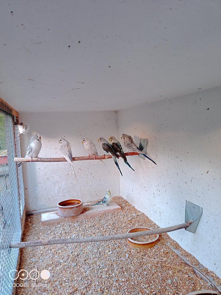 Andulky vlnkované mutace hagoromo 0.2