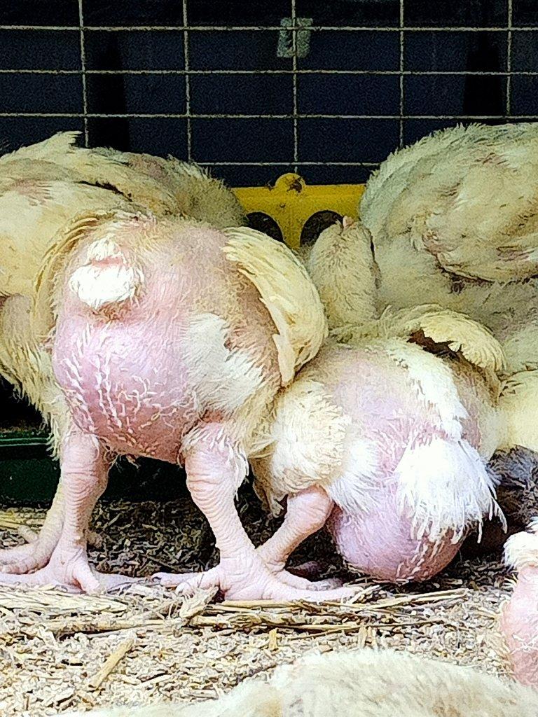 Kuřice kuřátka Brojlerová kuřata , křepelky vajíčka