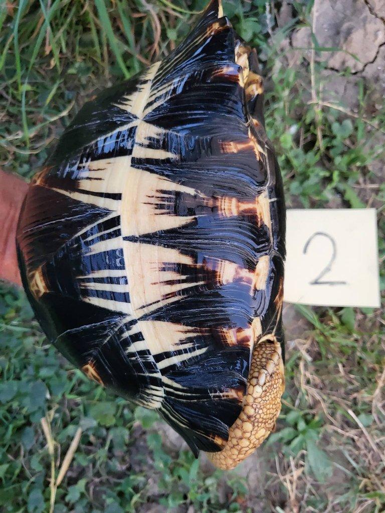 Astrochelys radiata subadult